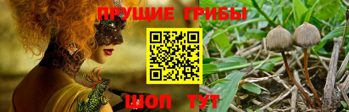Гурьевск  Псилоцибиновые грибы Psilocybine cubensis  Вход с VPN  Псилоцибиновые грибы мухоморы 